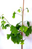 Ginkgo-biloba21