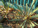 Yucca de la Anytta
