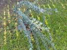 berberis