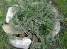 conifer .. no name(??)