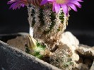 Mammillaria hernandezii