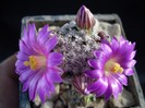 Mammillaria hernandezii