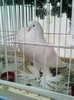 porumbel-expo galati