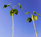 Ginkgo de o luna