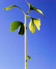 Ginkgo de o luna