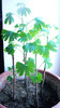 Ginkgo de un an