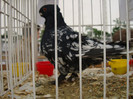52940207_SCZVLUC2