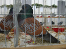 52940277_LQGCDPQ2