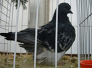 52940308_ZGIGJKO2