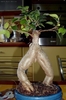 bonsai cracanat
