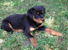 bali-rott