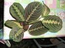 Maranta tricolor