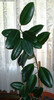 Ficus