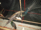 SAM_2048