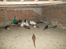 SAM_2053
