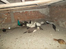 SAM_2054