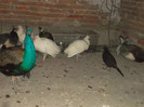 SAM_2057