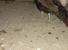 SAM_2058