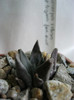 A. retusus ssp.trigonus fma.minor