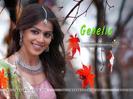 Genelia-Wallpaper-021