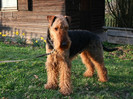Airedale Terrier