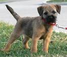 Border Terrier