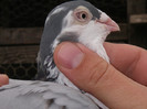 IMGP0992