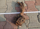 DSCF7547