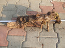 DSCF7555