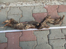 DSCF7561