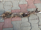 DSCF7562