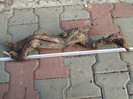 DSCF7563