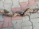 DSCF7564