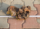 DSCF7569