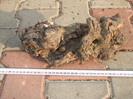 DSCF7577