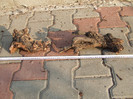 DSCF7588