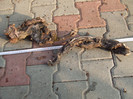 DSCF7595