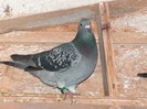 HPIM4735