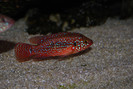 Hemichromis lifalili