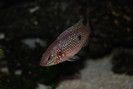 Hemichromis lifalili