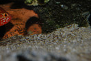 Hemichromis lifalili