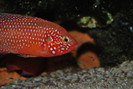 Hemichromis lifalili