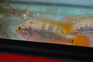 Hemichromis lifalili