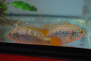 Hemichromis lifalili