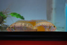 Hemichromis lifalili
