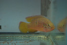 Hemichromis lifalili