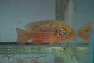 Hemichromis lifalili