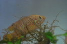 Hemichromis lifalili