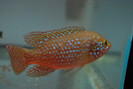 Hemichromis lifalili