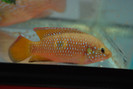 Hemichromis lifalili